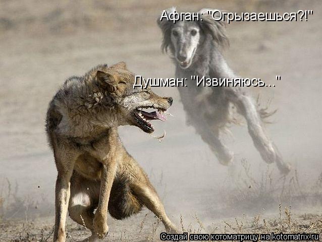 Душман: "Извиняюсь..." Афган: "Огрызаешься?!"... Котоматрица: Душман: "Извиняюсь..." Афган: "Огрызаешься?!"