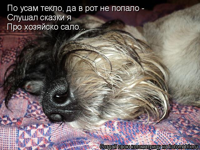 По усам текло, да в рот не попало - Слушал сказки я Про хозяйско сало...... Котоматрица: По усам текло, да в рот не попало - Слушал сказки я Про хозяйско сало...