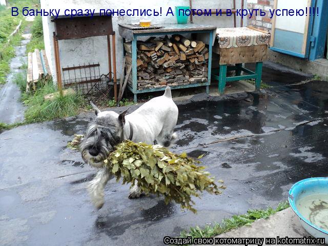 В баньку сразу понеслись! А потом и в круть успею!!!!... Котоматрица: В баньку сразу понеслись! А потом и в круть успею!!!!