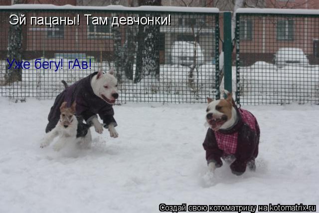 Эй пацаны! Там девчонки! Уже бегу! гАв!... Котоматрица: Эй пацаны! Там девчонки! Уже бегу! гАв!