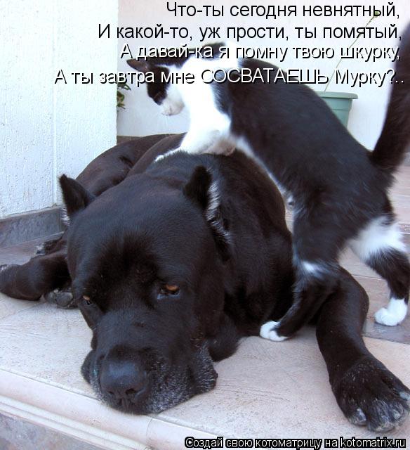 Что-ты сегодня невнятный, И какой-то, уж прости, ты помятый, А давай-ка я помну твою шкурку, А ты зав... Котоматрица: Что-ты сегодня невнятный, И какой-то, уж прости, ты помятый, А давай-ка я помну твою шкурку, А ты завтра мне СОСВАТАЕШЬ Мурку?..