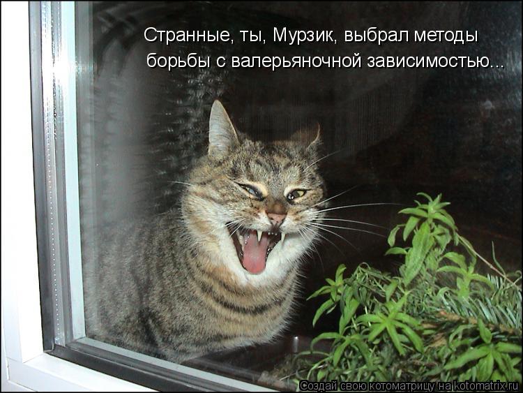 Странные, ты, Мурзик, выбрал методы борьбы с валерьяночной зависимостью...... Котоматрица: Странные, ты, Мурзик, выбрал методы борьбы с валерьяночной зависимостью...