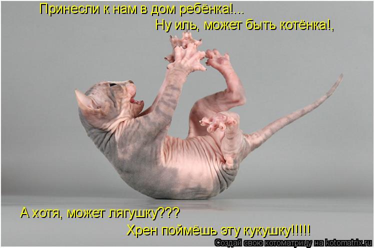 Принесли к нам в дом ребёнка!... Ну иль, может быть котёнка!, А хотя, может лягушку??? Хрен поймёшь э... Котоматрица: Принесли к нам в дом ребёнка!... Ну иль, может быть котёнка!, А хотя, может лягушку??? Хрен поймёшь эту кукушку!!!!!