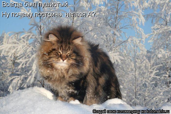Всегда был пушистый... Ну почему постричь нельзя А?.... Котоматрица: Всегда был пушистый... Ну почему постричь нельзя А?.