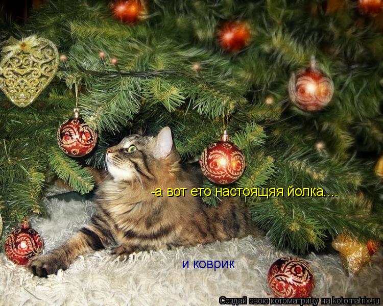 и коврик -а вот ето настоящяя йолка....... Котоматрица: и коврик -а вот ето настоящяя йолка....