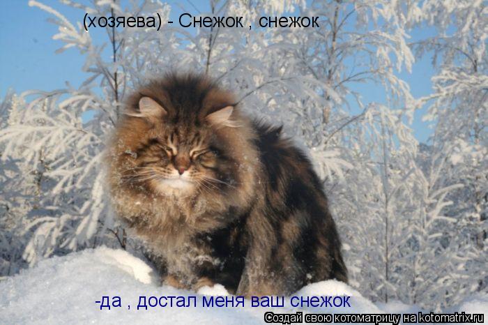 (хозяева) - Снежок , снежок -да , достал меня ваш снежок... Котоматрица: (хозяева) - Снежок , снежок -да , достал меня ваш снежок