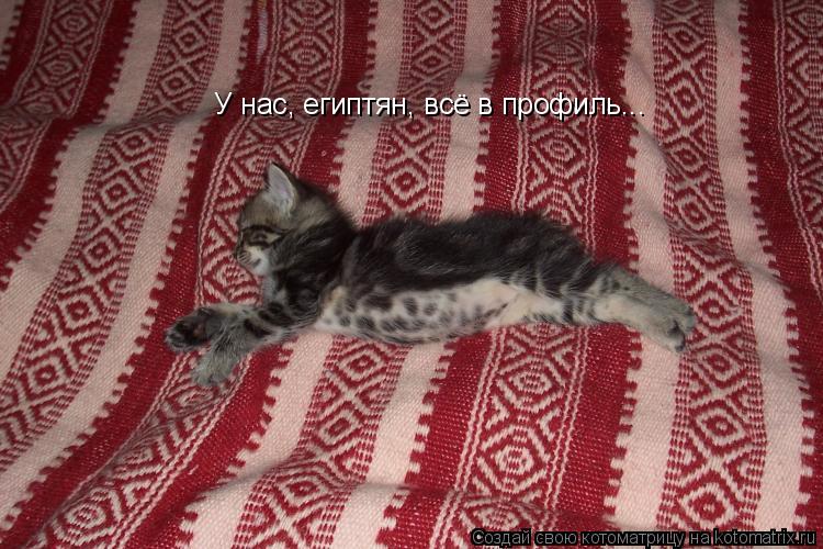 У нас, египтян, всё в профиль...... Котоматрица: У нас, египтян, всё в профиль...