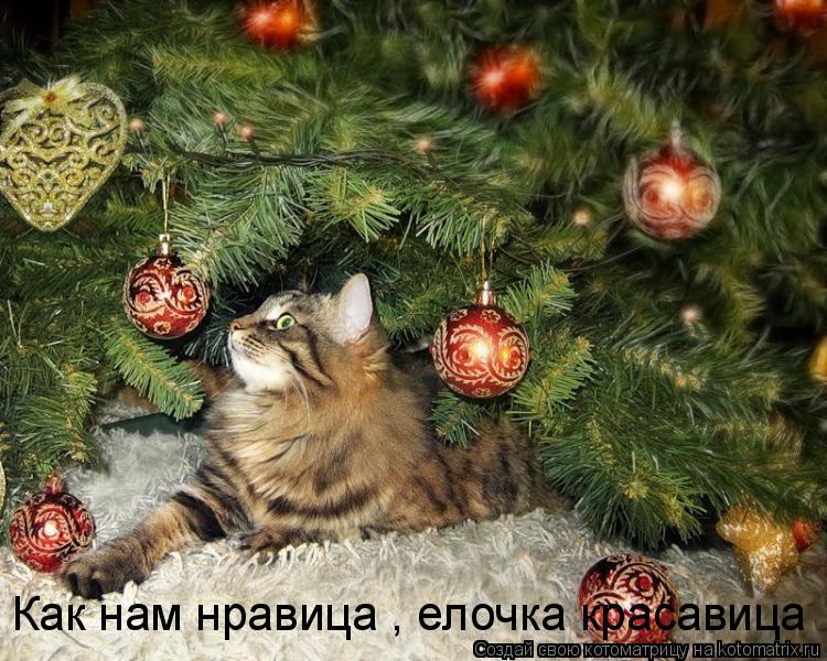 Котоматрица: Как нам нравица , елочка красавица