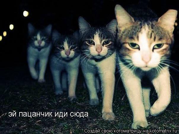 Котоматрица: эй пацанчик иди сюда