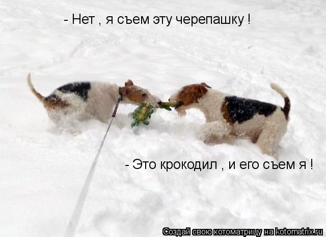 - Нет , я съем эту черепашку ! - Это крокодил , и его съем я !... Котоматрица: - Нет , я съем эту черепашку ! - Это крокодил , и его съем я !