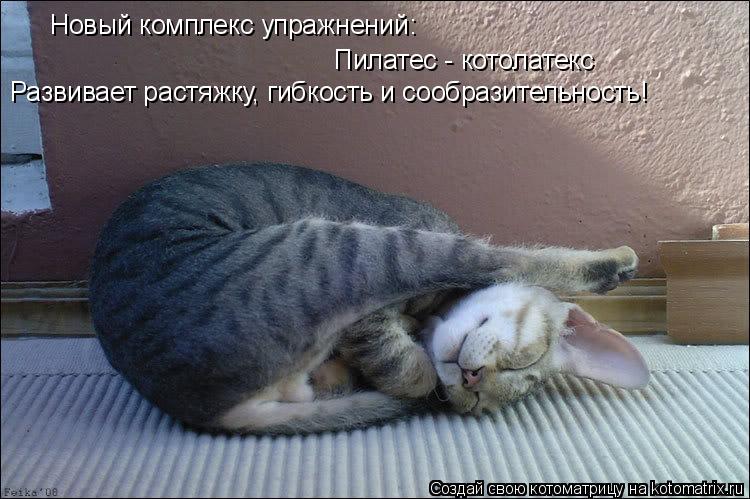 Котоматрица: Новый комплекс упражнений: Пилатес - котолатекс Развивает растяжку, гибкость и сообразительность!