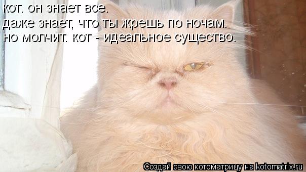 кот. он знает все. даже знает, что ты жрешь по ночам. но молчит. кот - идеальное существо.... Котоматрица: кот. он знает все. даже знает, что ты жрешь по ночам. но молчит. кот - идеальное существо.
