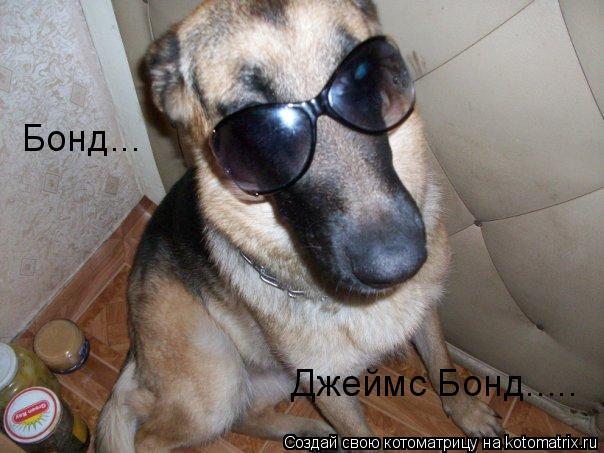 Котоматрица: Бонд... Джеймс Бонд.....