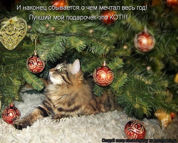 И наконец сбывается,о чем мечтал весь год! Лучший мой подарочек-это КОТ!!!... Котоматрица: И наконец сбывается,о чем мечтал весь год! Лучший мой подарочек-это КОТ!!!