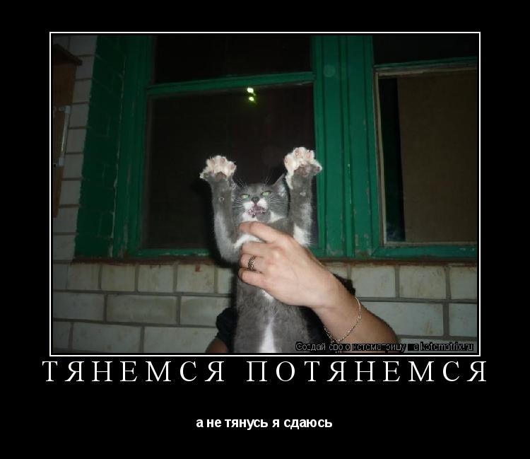 Котоматрица: тянемся потянемся а не тянусь я сдаюсь