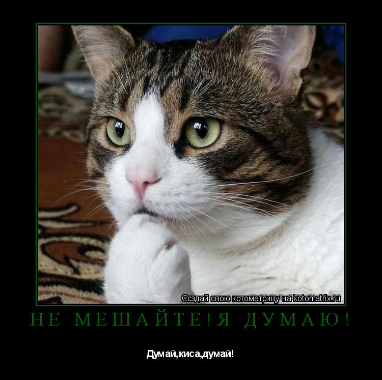 НЕ мешайте!Я думаю! Думай,киса,думай!... Котоматрица: НЕ мешайте!Я думаю! Думай,киса,думай!
