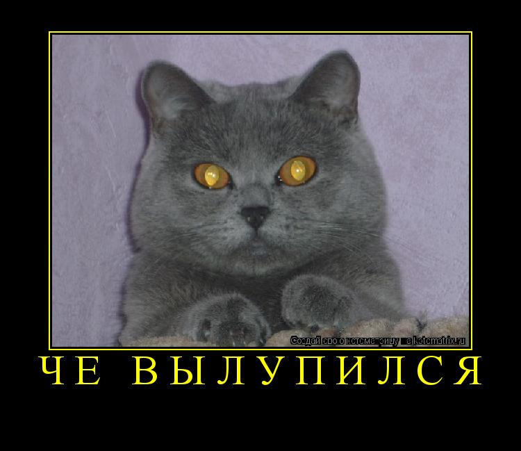 чё вылупился ... Котоматрица: чё вылупился