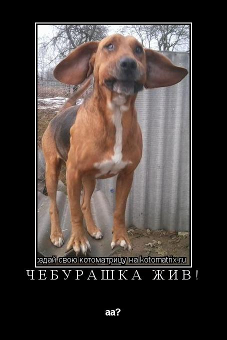 Котоматрица: ЧЕБУРАШКА ЖИВ! аа?