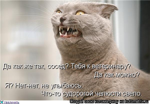 Котоматрица: Да как же так, сосед? Тебя к ветеринару? Да как можно? Я? Нет-нет, не улыбаюсь. Что-то судорогой челюсти свело.