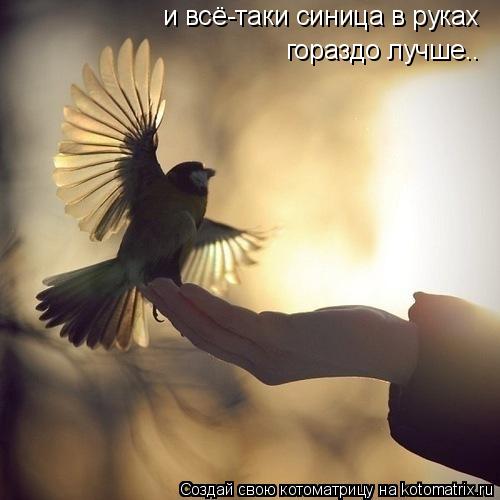 Котоматрица: и всё-таки синица в руках  гораздо лучше..