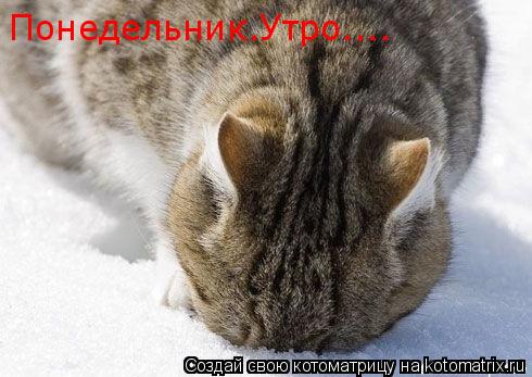 Понедельник.Утро....... Котоматрица: Понедельник.Утро....