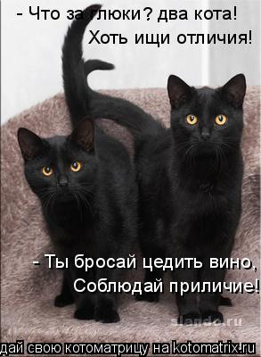 Котоматрица: - Что за глюки – два кота! Хоть ищи отличия! - Ты бросай цедить вино, Соблюдай приличие! ?
