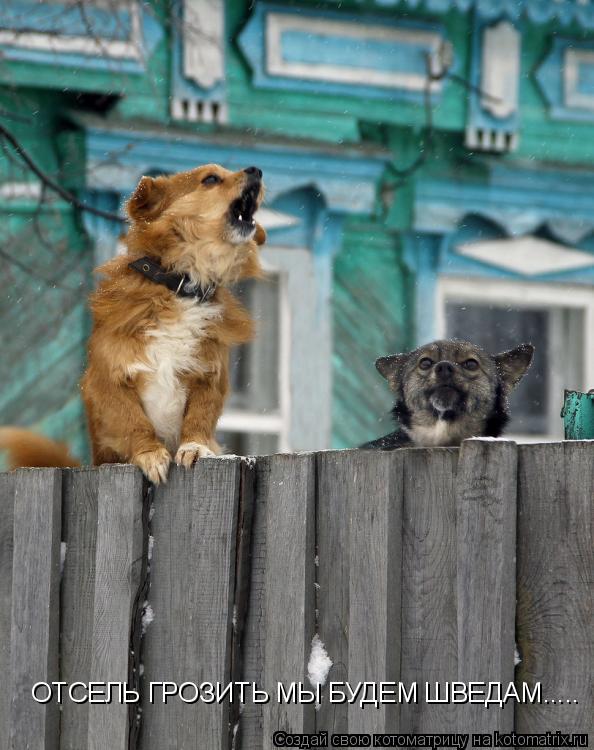 Котоматрица: ОТСЕЛЬ ГРОЗИТЬ МЫ БУДЕМ ШВЕДАМ.....