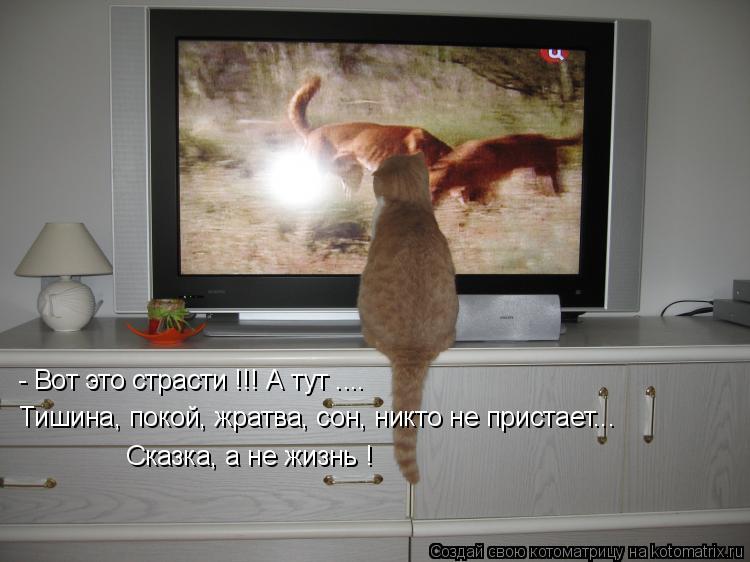 Котоматрица: - Вот это страсти !!! А тут .... Тишина, покой, жратва, сон, никто не пристает... Сказка, а не жизнь !