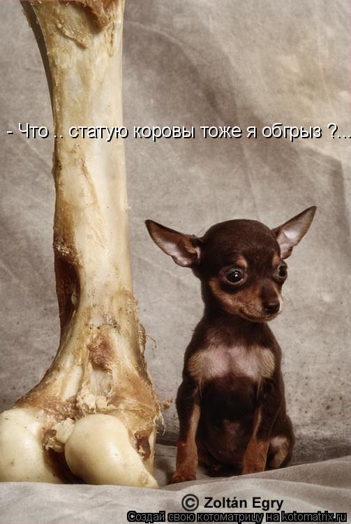 - Что .. статую коровы тоже я обгрыз ?....... Котоматрица: - Что .. статую коровы тоже я обгрыз ?....