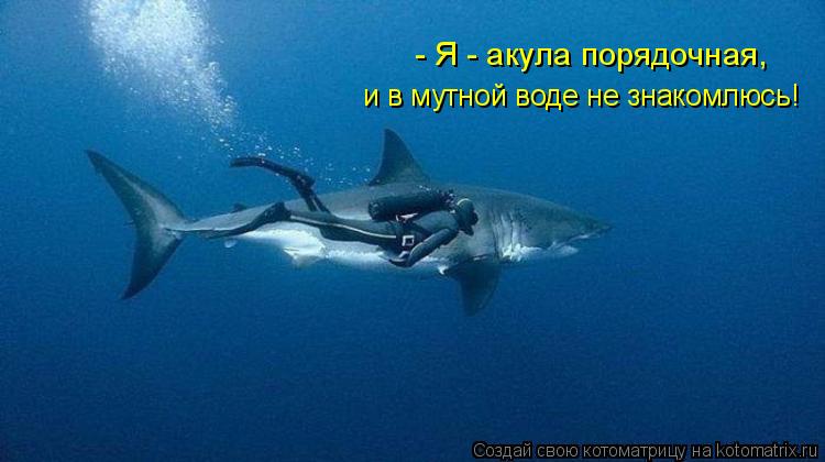 - Я - акула порядочная, и в мутной воде не знакомлюсь!... Котоматрица: - Я - акула порядочная, и в мутной воде не знакомлюсь!