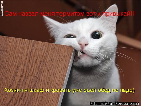 Котоматрица: Сам назвал меня термитом вот и привыкай!!! Хозяин я шкаф и кровать уже съел обед не надо)