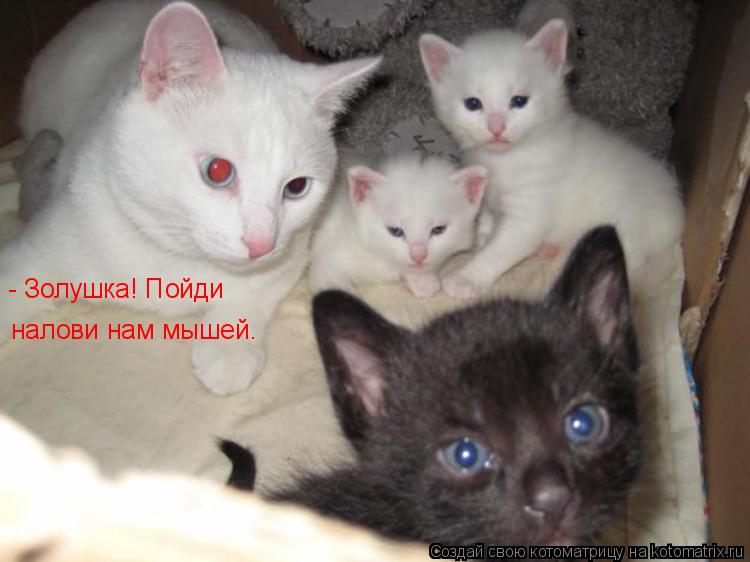 - Золушка! Пойди налови нам мышей.... Котоматрица: - Золушка! Пойди налови нам мышей.