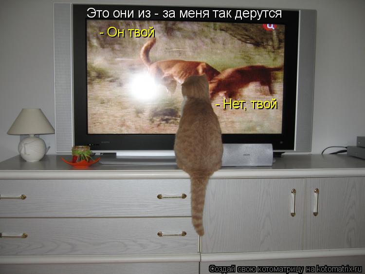 Это они из - за меня так дерутся - Он твой - Нет, твой... Котоматрица: Это они из - за меня так дерутся - Он твой - Нет, твой