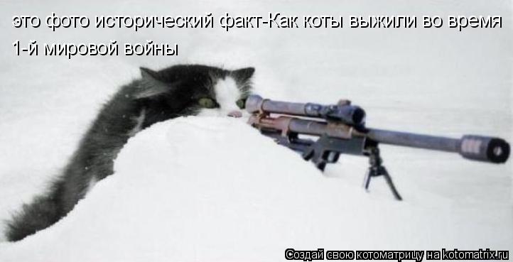 это фото исторический факт-Как коты выжили во время 1-й мировой войны... Котоматрица: это фото исторический факт-Как коты выжили во время 1-й мировой войны