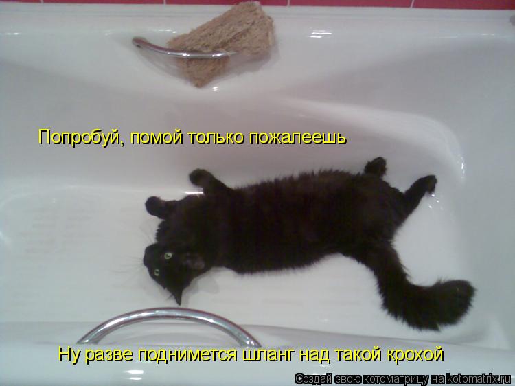 Ну разве поднимется шланг над такой крохой Попробуй, помой только пожалеешь... Котоматрица: Ну разве поднимется шланг над такой крохой Попробуй, помой только пожалеешь