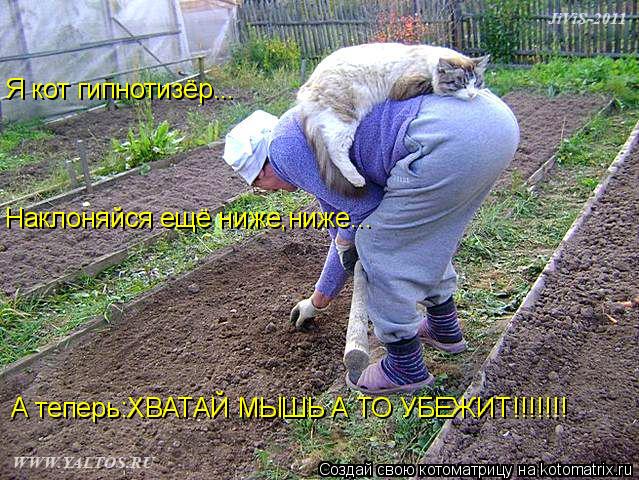 Я кот гипнотизёр... Наклоняйся ещё ниже,ниже... А теперь:ХВАТАЙ МЫШЬ А ТО УБЕЖИТ!!!!!!!... Котоматрица: Я кот гипнотизёр... Наклоняйся ещё ниже,ниже... А теперь:ХВАТАЙ МЫШЬ А ТО УБЕЖИТ!!!!!!!