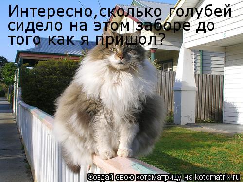 Интересно,сколько голубей сидело на этом заборе до того как я пришол?... Котоматрица: Интересно,сколько голубей сидело на этом заборе до того как я пришол?