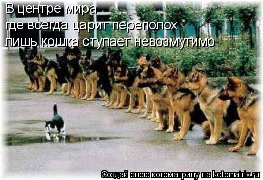 В центре мира где всегда царит переполох лишь кошка ступает невозмутимо... Котоматрица: В центре мира где всегда царит переполох лишь кошка ступает невозмутимо