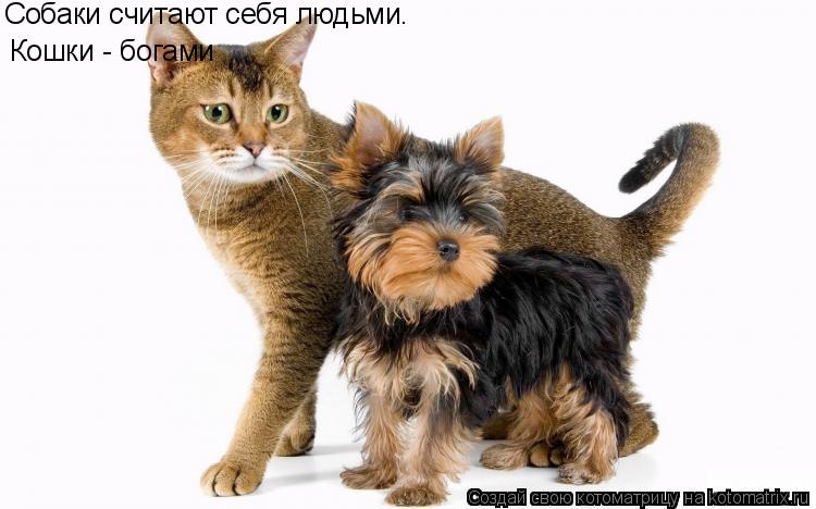 Собаки считают себя людьми. Кошки - богами... Котоматрица: Собаки считают себя людьми. Кошки - богами