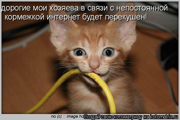 дорогие мои хозяева в связи с непостоянной кормежкой и кормежкой и кормежкой интернет будет переку... Котоматрица: дорогие мои хозяева в связи с непостоянной кормежкой и кормежкой и кормежкой интернет будет перекушен!