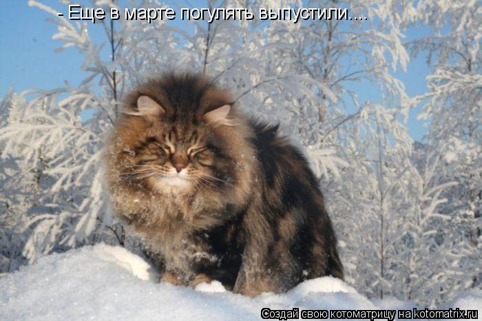 - Еще в марте погулять выпустили....... Котоматрица: - Еще в марте погулять выпустили....