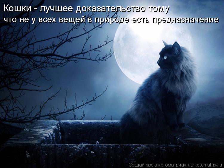 Кошки - лучшее доказательство тому что не у всех вещей в природе есть предназначение... Котоматрица: Кошки - лучшее доказательство тому что не у всех вещей в природе есть предназначение