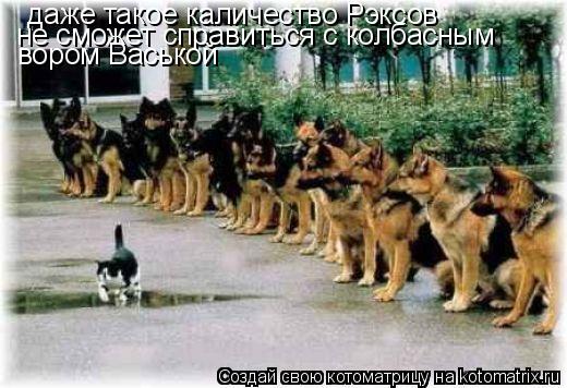даже такое каличество Рэксов не сможет справиться с колбасным вором Васькой... Котоматрица: даже такое каличество Рэксов не сможет справиться с колбасным вором Васькой