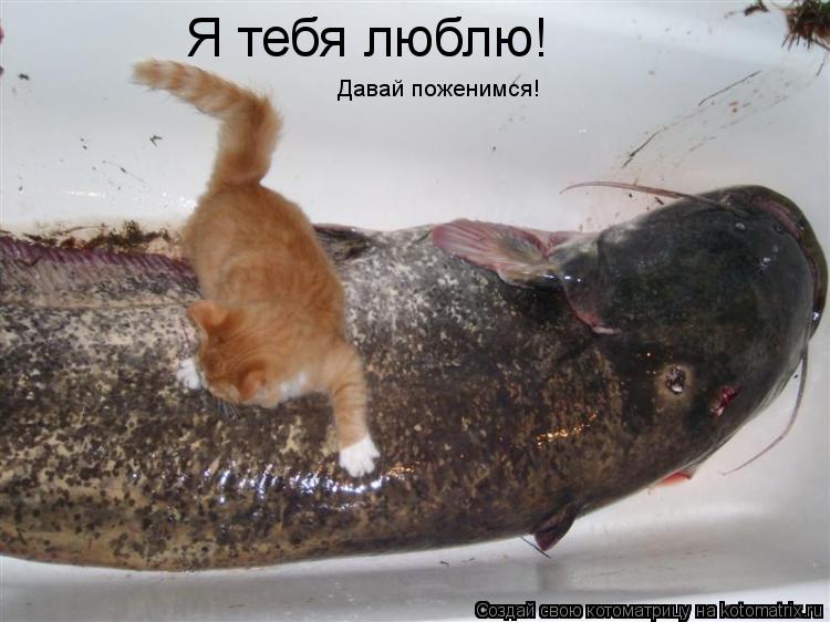 Я тебя люблю! Давай поженимся!... Котоматрица: Я тебя люблю! Давай поженимся!