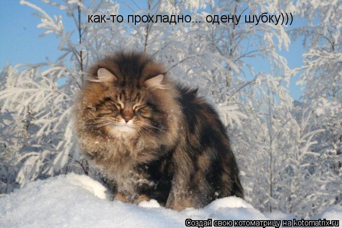 как-то прохладно... одену шубку)))... Котоматрица: как-то прохладно... одену шубку)))