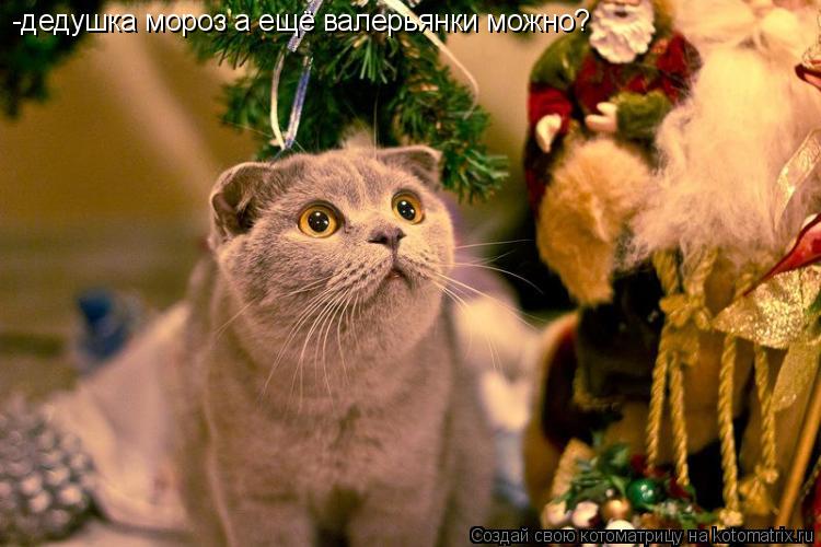 -дедушка мороз а ещё валерьянки можно?... Котоматрица: -дедушка мороз а ещё валерьянки можно?