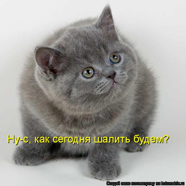 Ну-с, как сегодня шалить будем?... Котоматрица: Ну-с, как сегодня шалить будем?