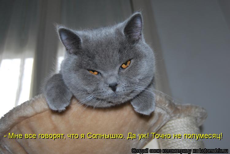 - Мне все говорят, что я Солнышко. Да уж! Точно не полумесяц!... Котоматрица: - Мне все говорят, что я Солнышко. Да уж! Точно не полумесяц!