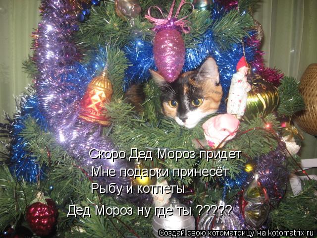 Скоро Дед Мороз придет Мне подарки принесёт Рыбу и котлеты Дед Мороз ну где ты ?????... Котоматрица: Скоро Дед Мороз придет Мне подарки принесёт Рыбу и котлеты Дед Мороз ну где ты ?????