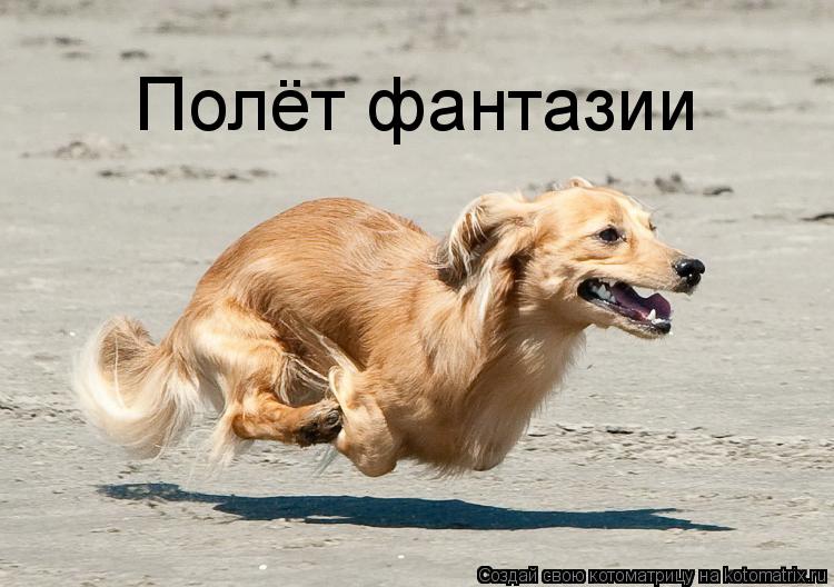 Котоматрица: Полёт фантазии
